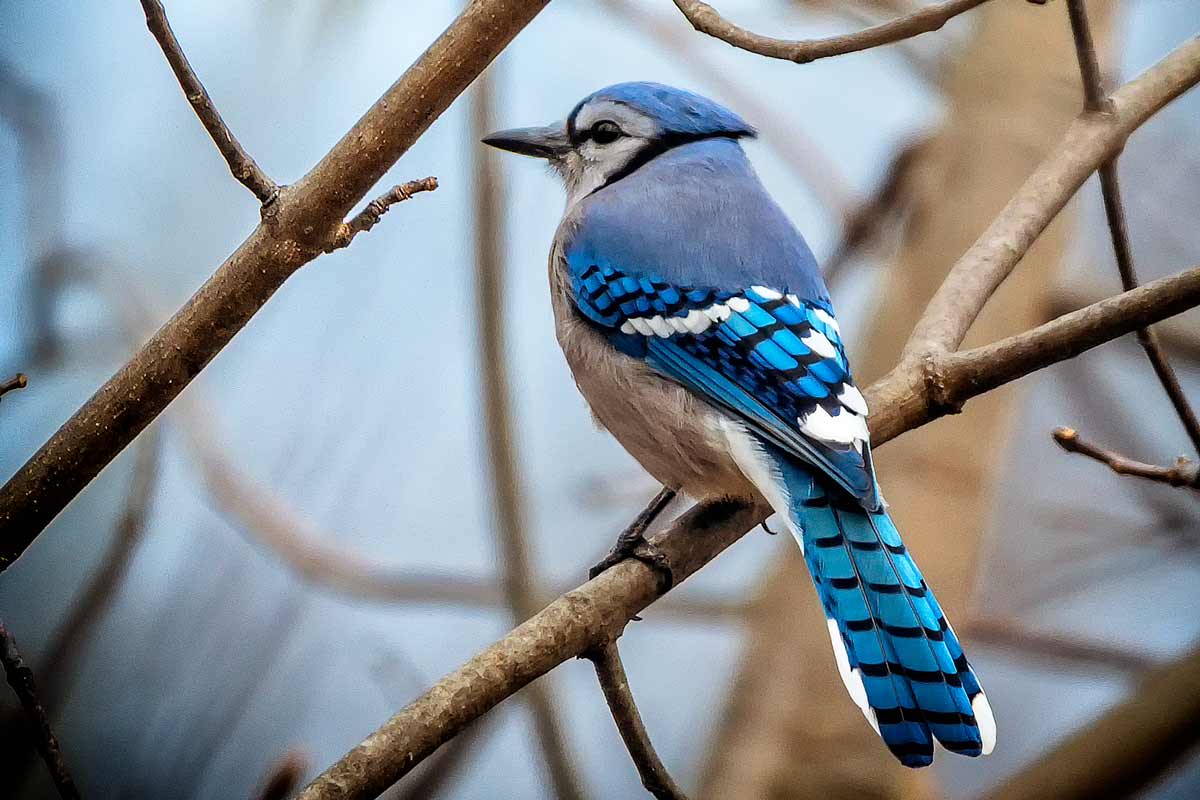 ●	A beautiful blue jay perched in a tree in mid-December. TrentGarverick / iStock / Getty Images Plus