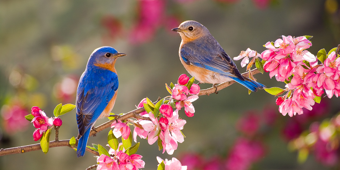 Bluebirds & Pink Flowers