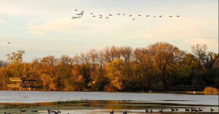 Flock of birds migrating over water in Philadelphia, PA