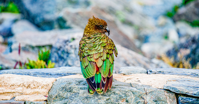 Kea Parrot Displaying Beautiful Colored Feathers