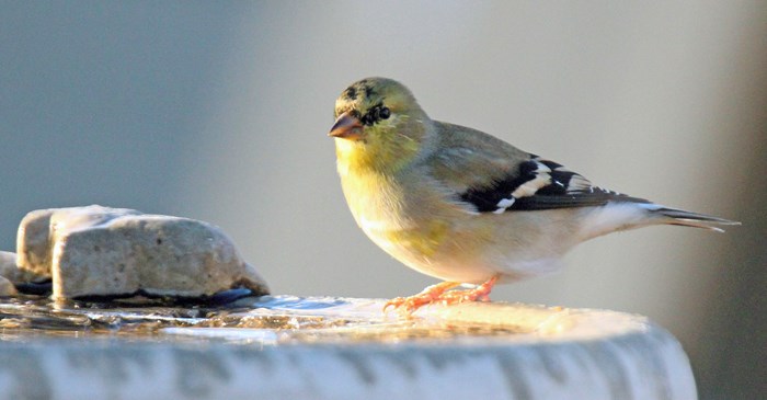 American Goldfinch Perched on Edge of Birdbath