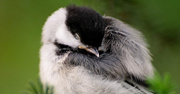 A young chickadee sleeping on a branch.