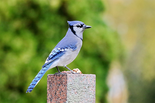Blue Jay test