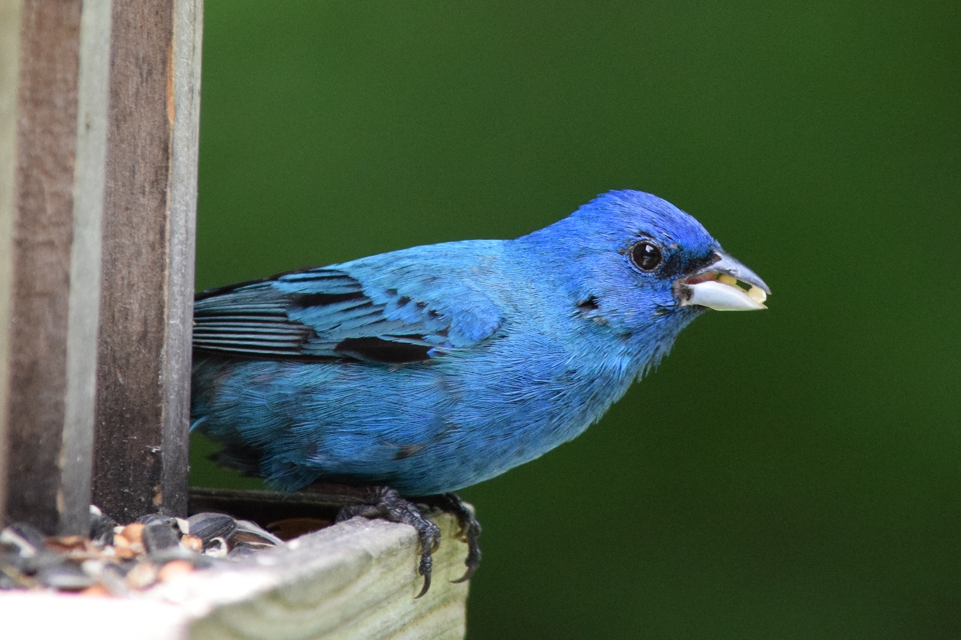 An Indigo Bunting at the feeder. Pixabay.