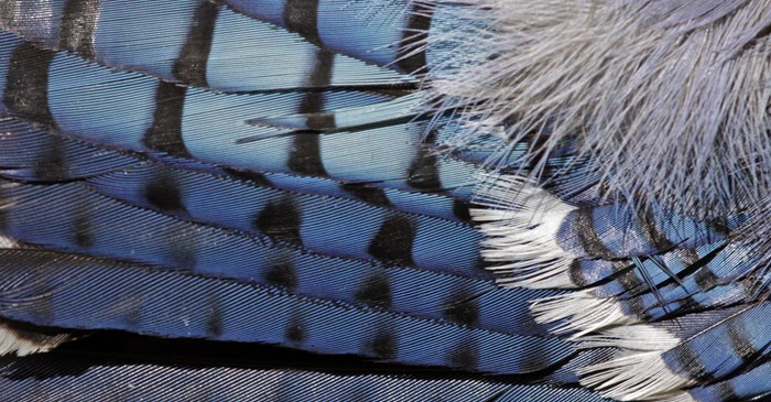 What Do Feathers Do?  Lyric Wild Bird Food