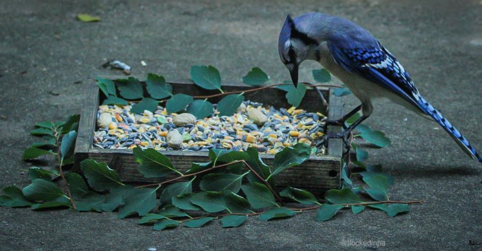 Blue Jay eating Lyric's Wildlife Mix (raw peanuts not included) / 📷 @flockedinpa