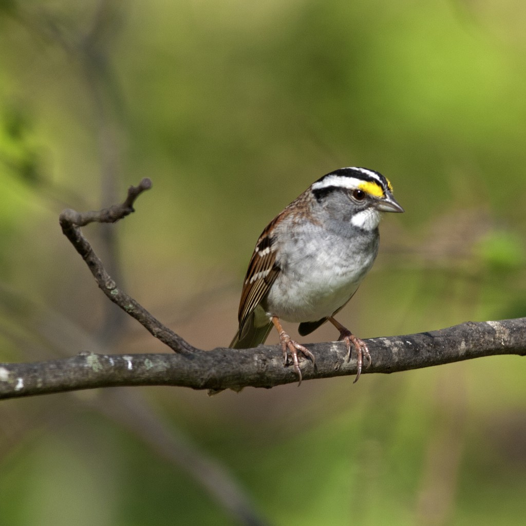 White-throated Sparrow. Gary Mueller via BirdSpotter Photo Contest