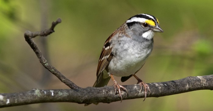 White-throated Sparrow. Gary Mueller via BirdSpotter Photo Contest