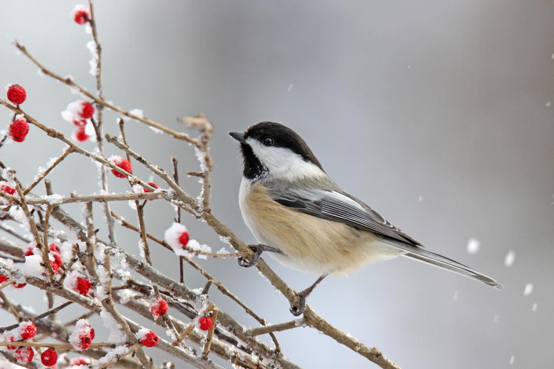 With Winter Approaching, What do Birds Eat? Lyric Wild Bird Food