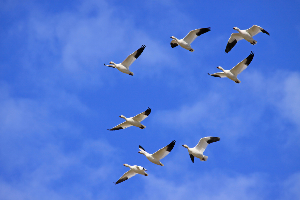 Do sales all birds