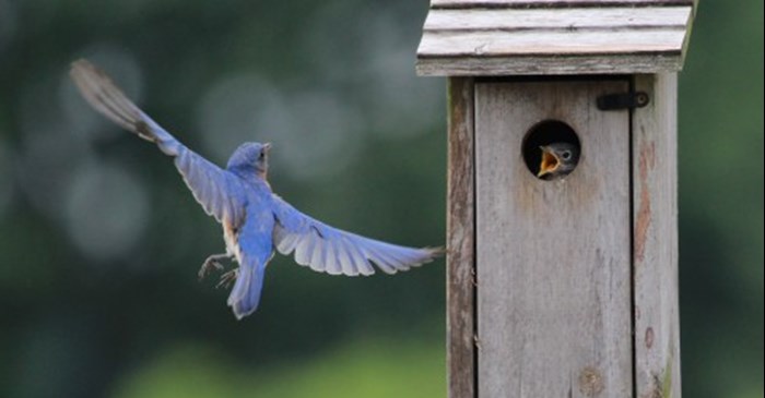Tips for Setting Up a Nest Box | Lyric Wild Bird Food