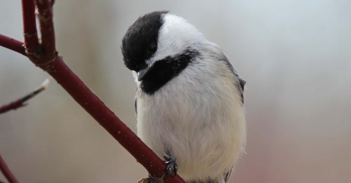 Where Do Birds Go At Night? Unveiling Avian Secrets