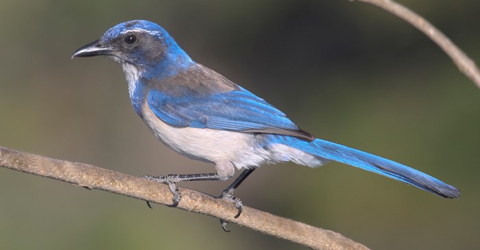 Fledgling western scrub jay