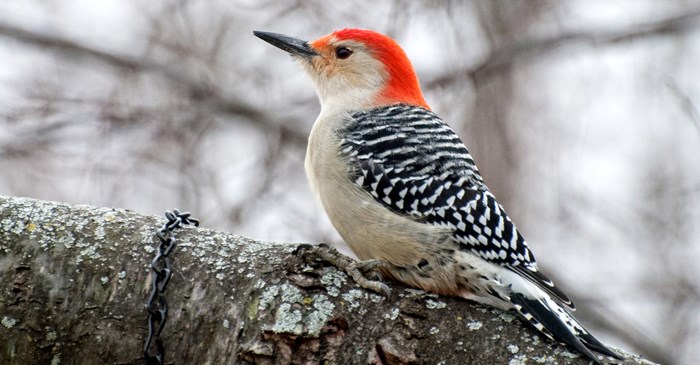 The Red Bellied Woodpecker Lyric Wild Bird Food