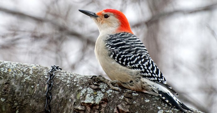 The Red Bellied Woodpecker Lyric Wild Bird Food The Red Bellied Woodpecker Lyric Wild Bird Food