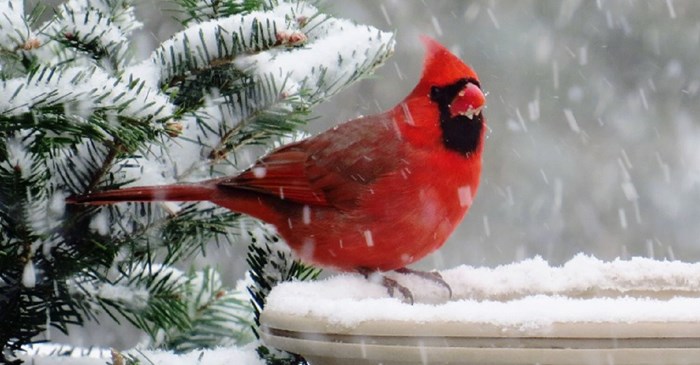 Featured image of post Cardinsls : Lift your spirits with funny jokes, trending memes, entertaining gifs, inspiring stories, viral videos, and so much.