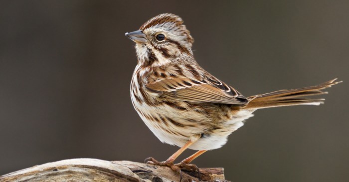 Song Sparrow Lyric Wild Bird Food Song Sparrow Lyric Wild Bird Food