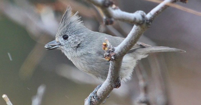 Juniper Titmouse | Lyric Wild Bird Food