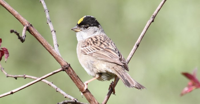 The Golden Crowned Sparrow Sings A Melancholy Song Lyric Wild Bird Food