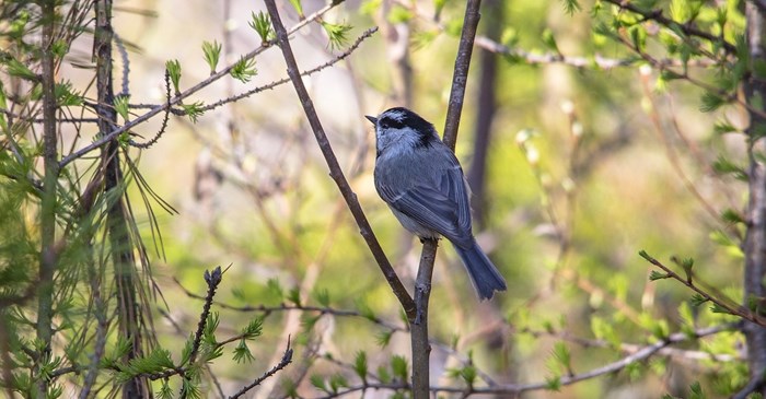 What Bird Song Sounds Like Cheeseburger Lyric Wild Bird Food