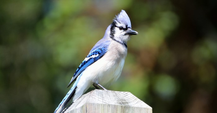 5 Things You May Not Know About Blue Jays