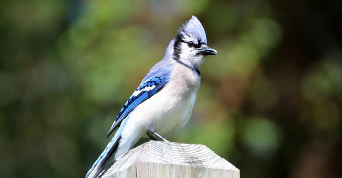 5 Things You May Not Know About Blue Jays Lyric Wild Bird Food 5 Things You May Not Know About Blue Jays Lyric Wild Bird Food