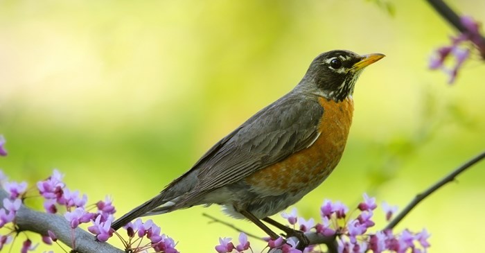 How to Identify an American Robin - Birds and Blooms