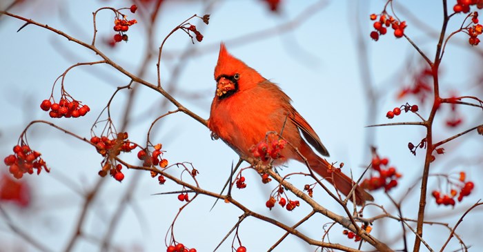 5 Fun Facts About The Northern Cardinal Lyric Wild Bird Food