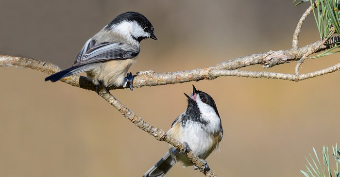Why Do Birds Sing In the Winter?
