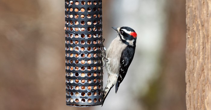 Take A Closer Look At The Downy Woodpecker Lyric Wild Bird Food