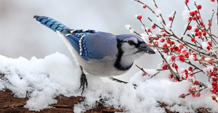 Can Birds Get a Cold