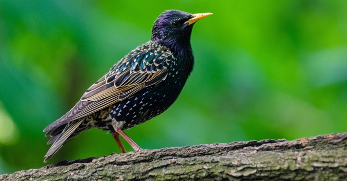 images European Starling the european starling