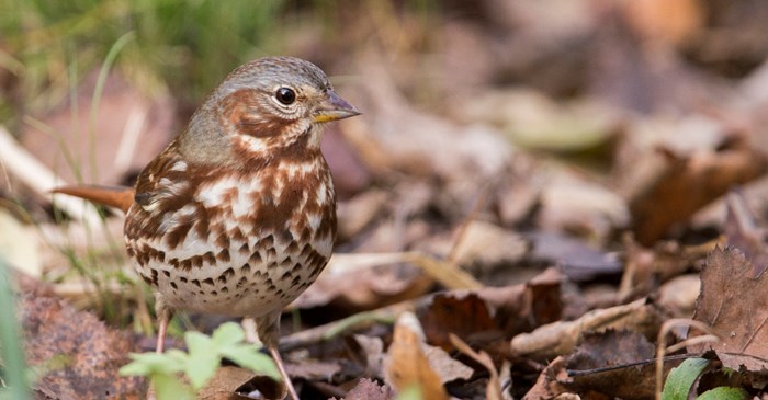 5 Fun Things To Know About The Fox Sparrow Lyric Wild Bird Food