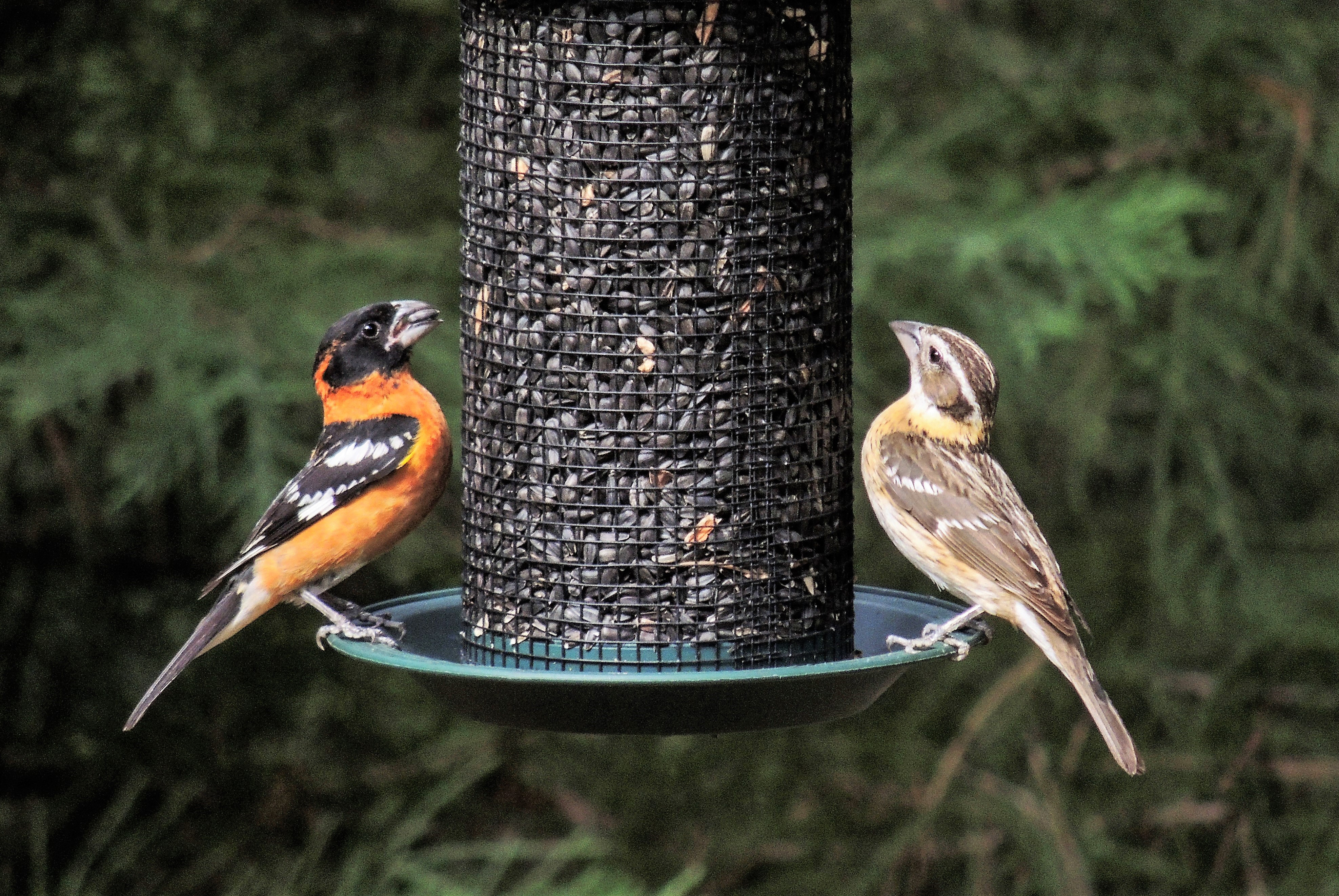 Black-headed Grosbeak