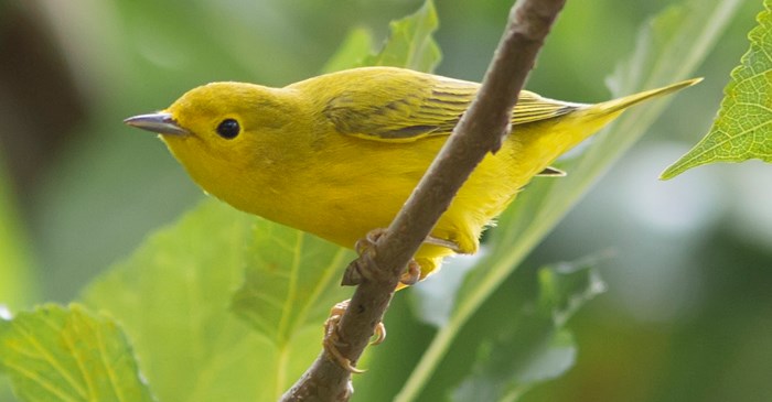The Yellow Warbler | Lyric Wild Bird Food