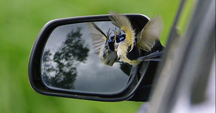 Top Tips to Stop Birds From Attacking Their Reflections
