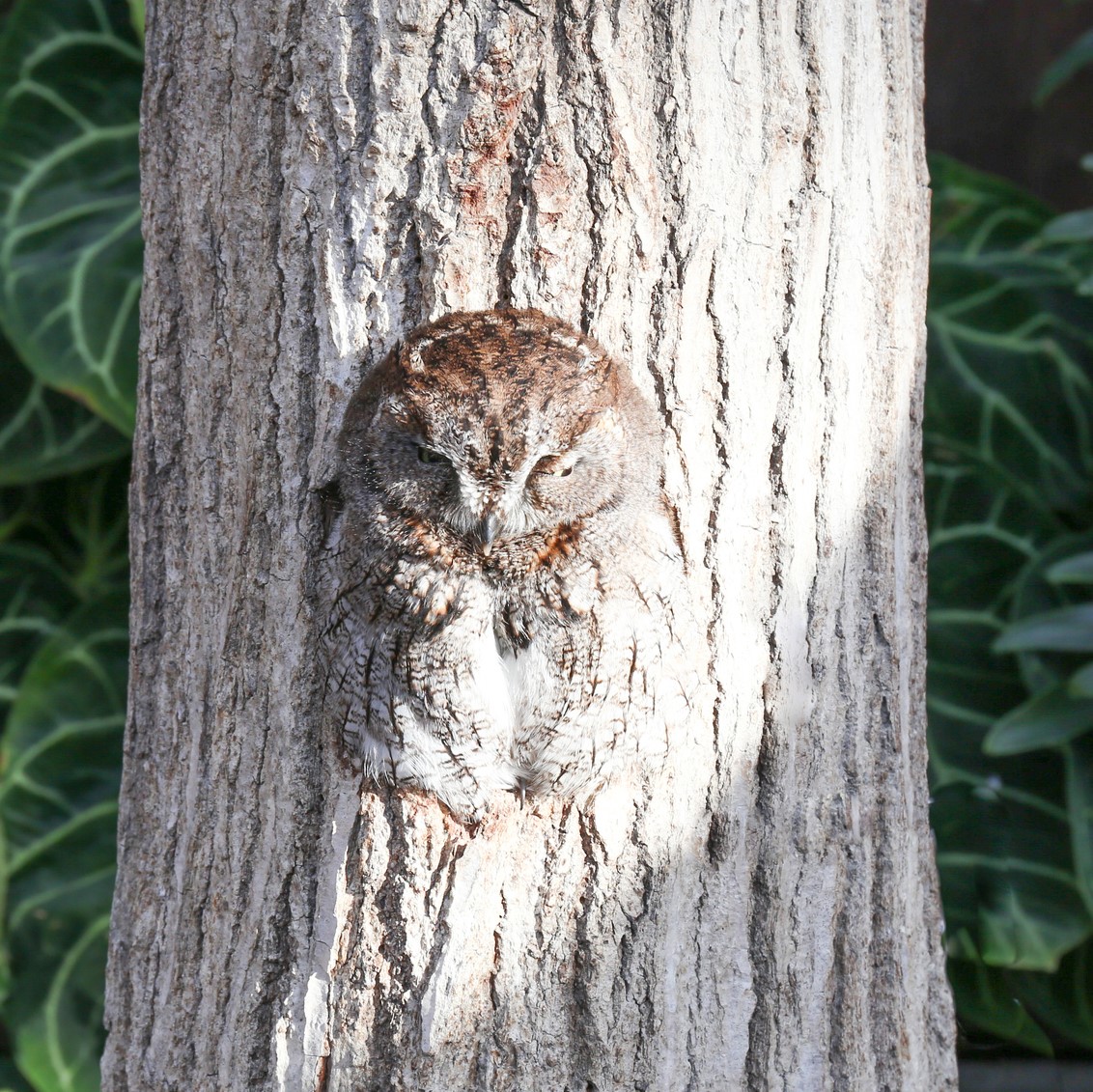 Owl sleeping in a tree cavity.