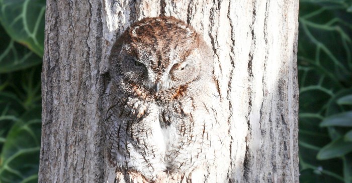 Owl sleeping in a tree cavity.