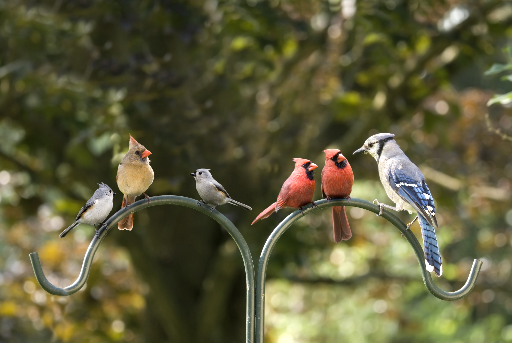 How Do Birds Coexist Lyric Wild Bird Food