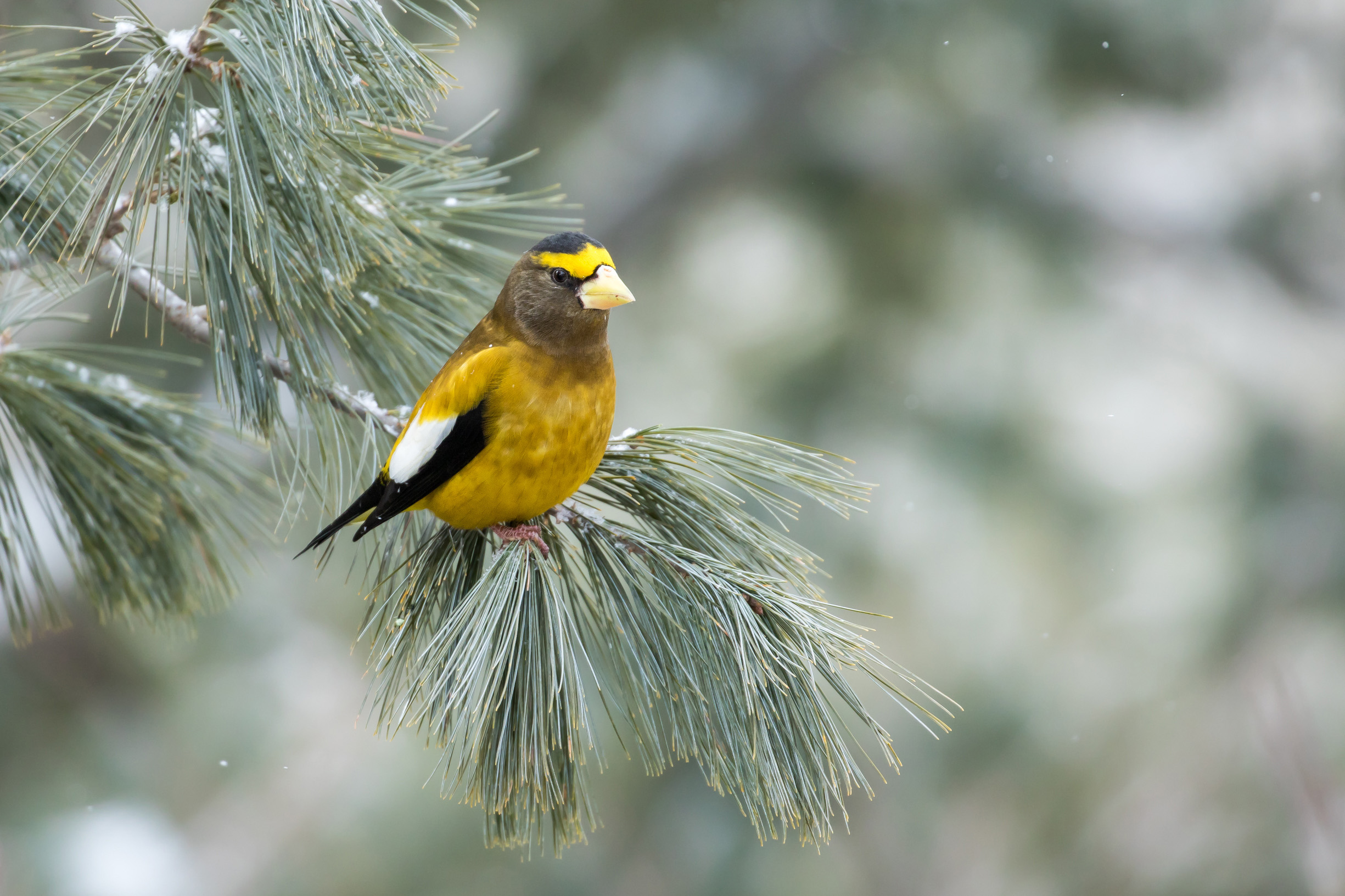 The Evening Grosbeak is a Rare Visitor in Winter | Lyric Wild Bird Food