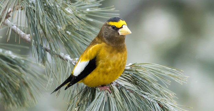 The Evening Grosbeak is a Rare Visitor in Winter | Lyric Wild Bird Food