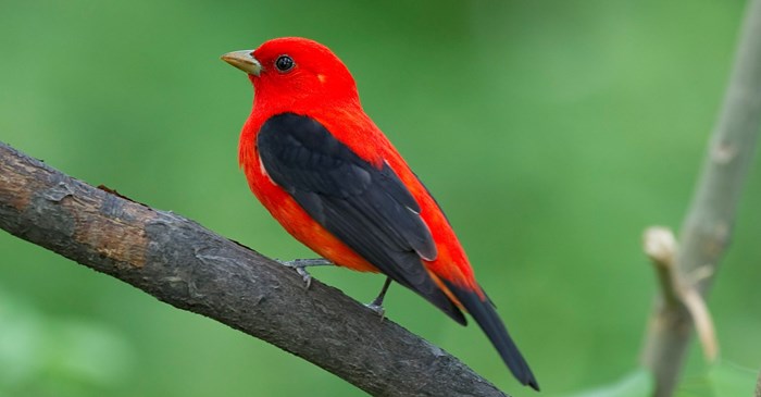 Look Up: Scarlet Tanager is At Home in the Forest Treetops | Lyric Wild Bird Food