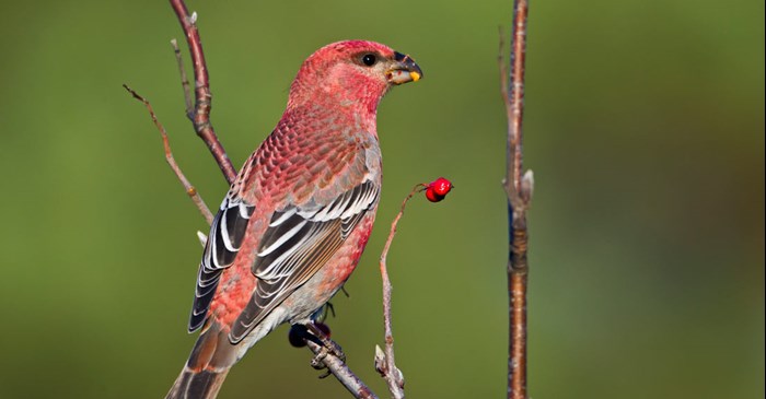The Pine Grosbeak | Lyric Wild Bird Food