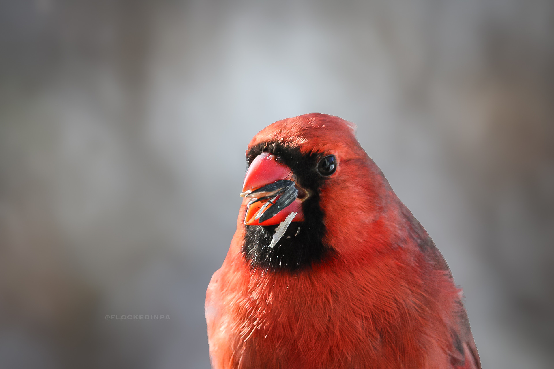 Male Northern Cardinal enjoying Lyric's Black Oil Sunflower Seed with seed in mouth - @flockedinpa