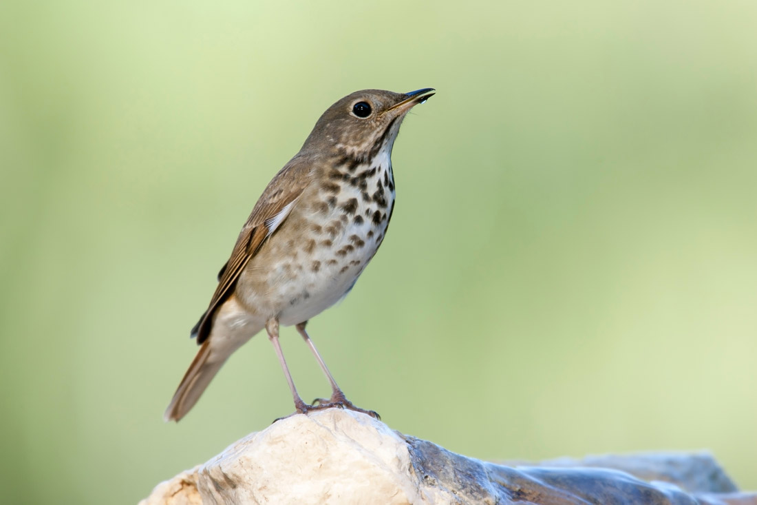 The Hermit Thrush | Lyric Wild Bird Food