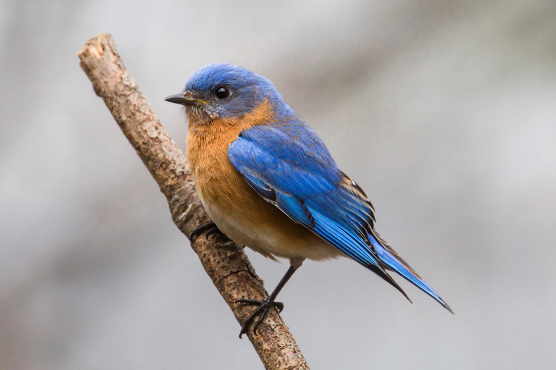 all about bluebirds