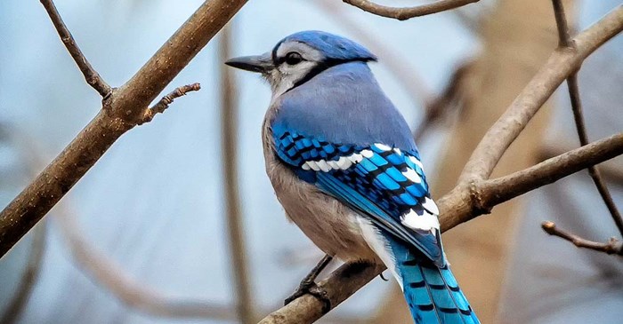 How Smart Are Blue Jays 3 Things To Know About These Spirited Animals Lyric Wild Bird Food