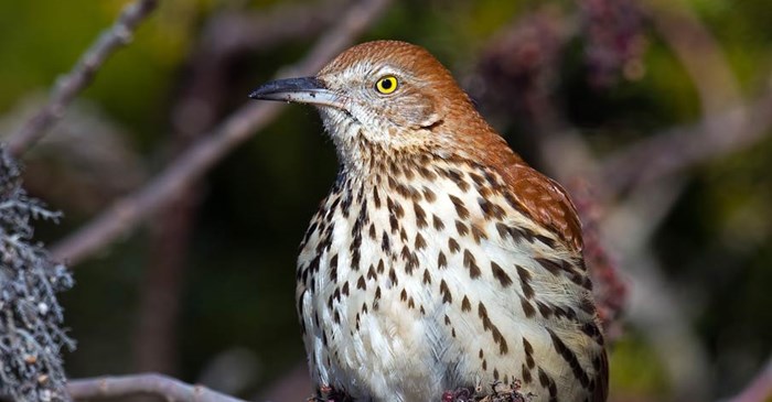 Brown Thrasher