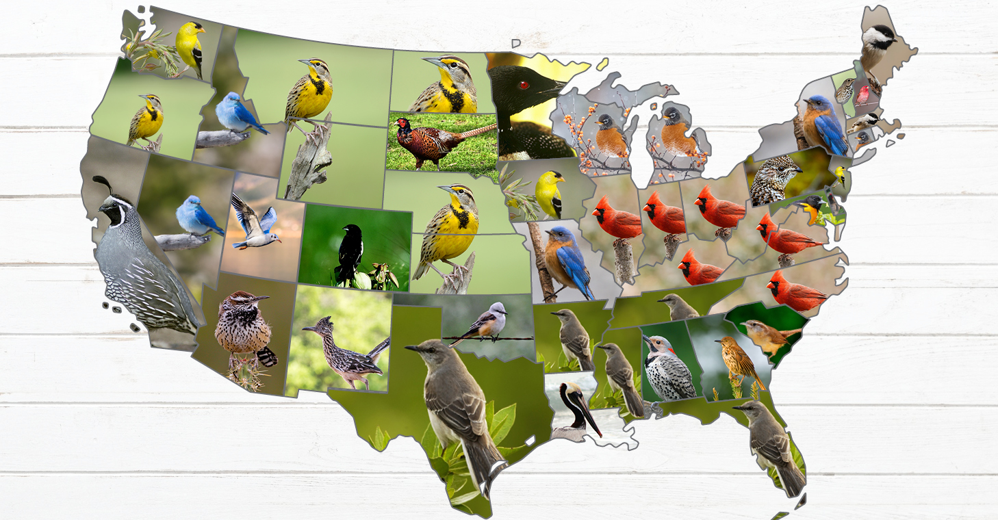 Celebrating State Birds Lyric Wild Bird Food