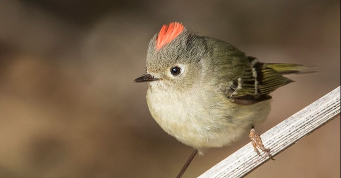 Ruby-crowned Kinglet displays its red crown of feathers.